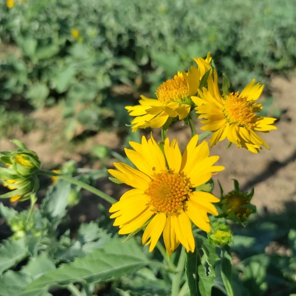 "Who is Joan Galt?" - Picture 4 of 4